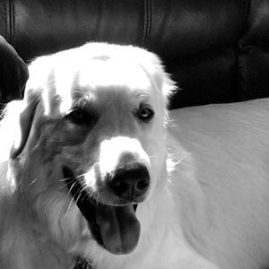 Meet your Posher, Sam